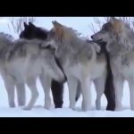 Mystery Of The Wolf