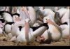 Pelicans: Outback Nomads