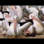 Pelicans: Outback Nomads