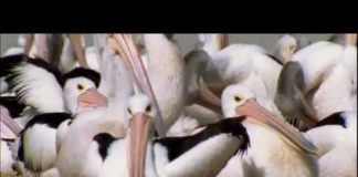Pelicans: Outback Nomads