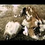 Area 51 and the Hidden Secrets of Groom Lake