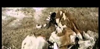 Area 51 and the Hidden Secrets of Groom Lake