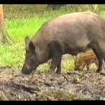 The Emotional World of Farm Animals