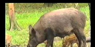 The Emotional World of Farm Animals