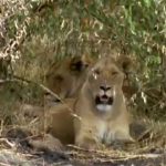 Animal Weapons – Dash and Clash