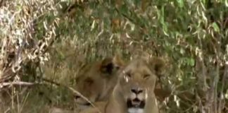 Animal Weapons – Dash and Clash