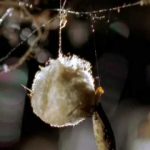 Animal Weapons – Fatal Attraction