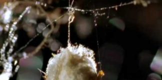 Animal Weapons – Fatal Attraction