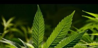 When We Grow… This Is What We Can Do