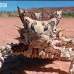 Supernatural: The Unseen Powers of Animals