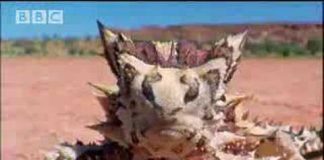 Supernatural: The Unseen Powers of Animals