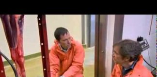 Inside Nature’s Giants: Racehorse