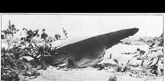 The Roswell Incident