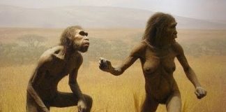 The Evolution From Ape To Man