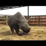 There Is a Rhino In My House