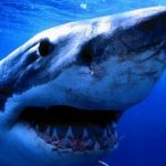 Alaskan Killer Shark