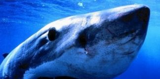 Alaskan Killer Shark