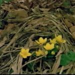 Ticks: The Real Vampires