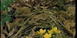 Ticks: The Real Vampires