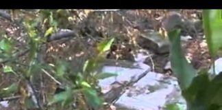 Deir Yassin Remembered