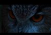 The Eagle Owl: The Lord of the Night