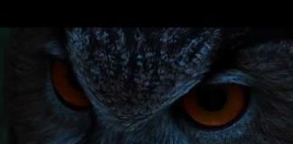 The Eagle Owl: The Lord of the Night