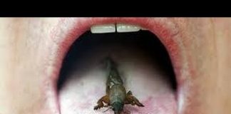 Can Eating Insects Save the World