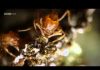 Planet Ant – Life Inside The Colony