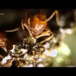 Planet Ant – Life Inside The Colony