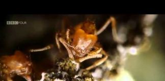 Planet Ant – Life Inside The Colony