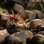 Animal Weapons – Chemical Warfare