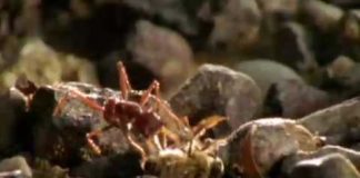 Animal Weapons – Chemical Warfare