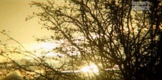 Why Are We Here: Richard Dawkins