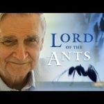 Lord of the Ants