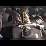 Discovering Ardi (Ardipithecus Ramidus)