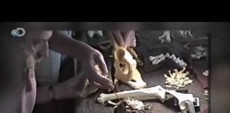 Discovering Ardi (Ardipithecus Ramidus)