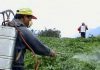 Dangers of Pesticides, Food Additives