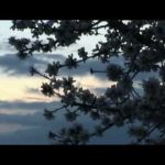 Who Killed The Honey Bee