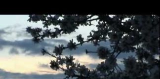 Who Killed The Honey Bee