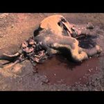 The Elephant: Life after Death