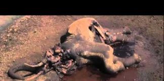 The Elephant: Life after Death