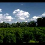 Aerosol Crimes (aka Chemtrails)