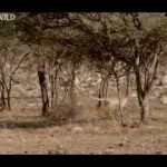 Cheetah: Against All Odds