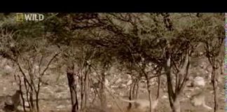 Cheetah: Against All Odds