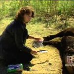 UFO Files: Cattle Mutilations