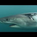 White Sharks Outside the Cage