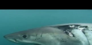 White Sharks Outside the Cage