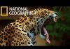 Indian Leopards: In the Killing Fields