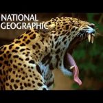 Indian Leopards: In the Killing Fields