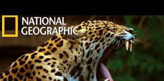 Indian Leopards: In the Killing Fields